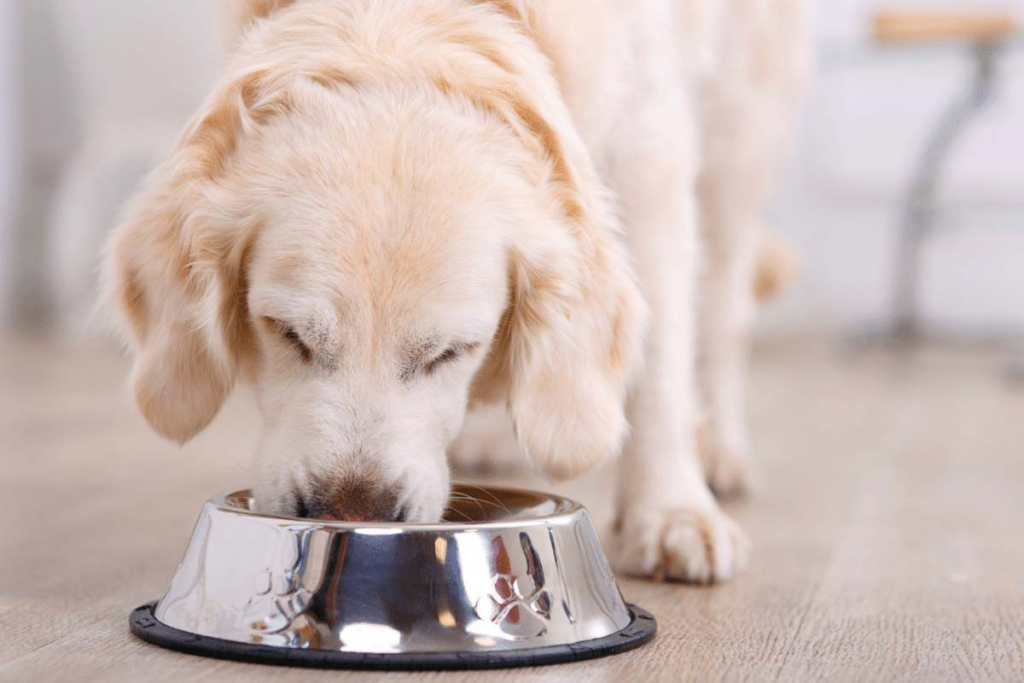 La alimentación de un cachorro es una parte fundamental para su salud 2