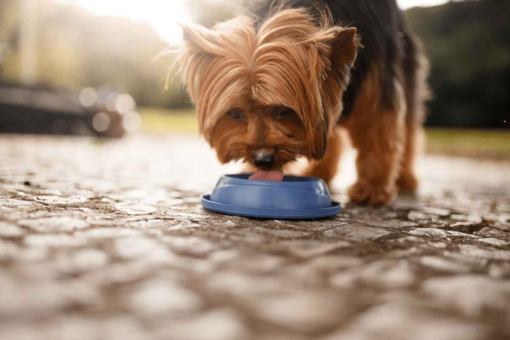 Alimento para cachorros saludable 4