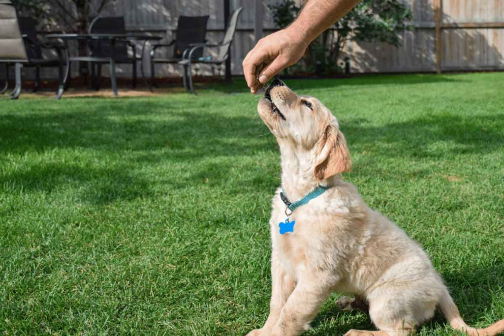 Calcular los premios que se dan durante el día a los cachorros