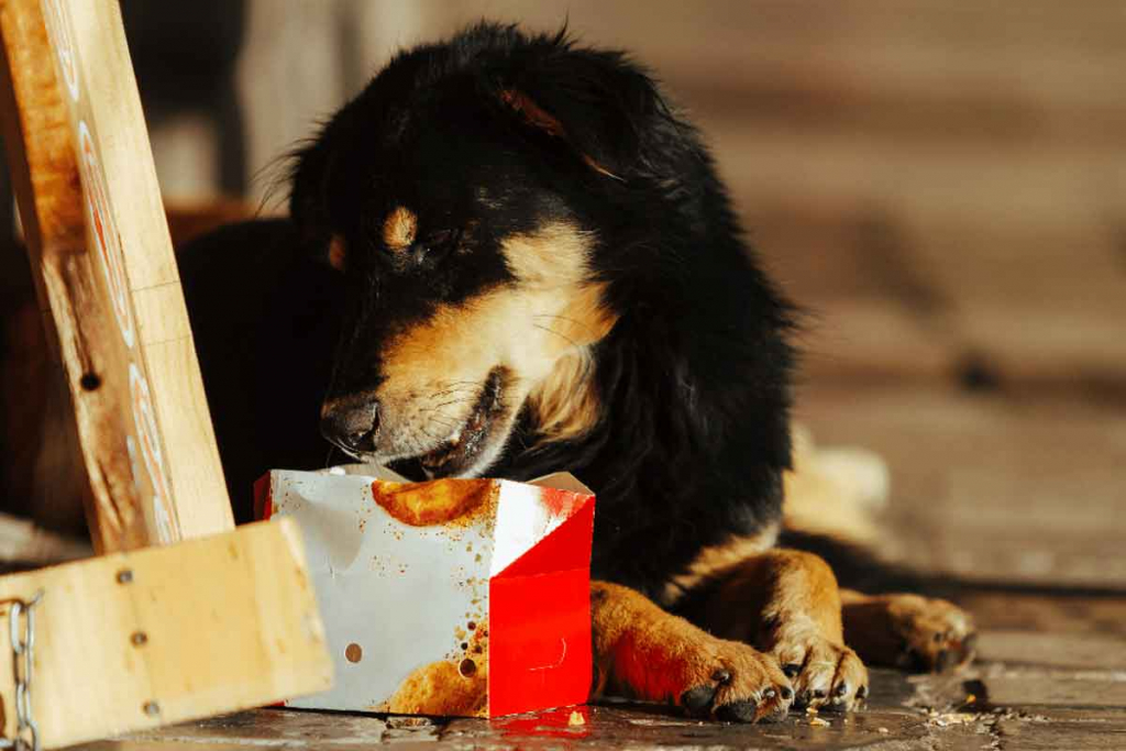 Evitar alimentar con sobras a los cachorros