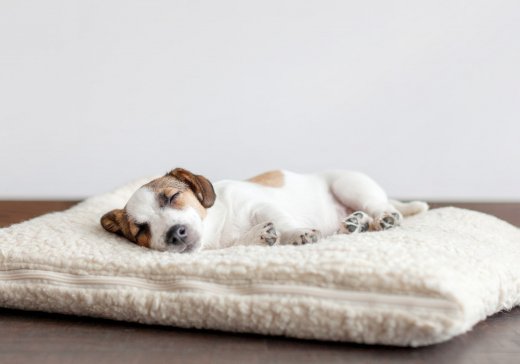 la mejor cama de invierno para perros es donde él se sienta más cómodo