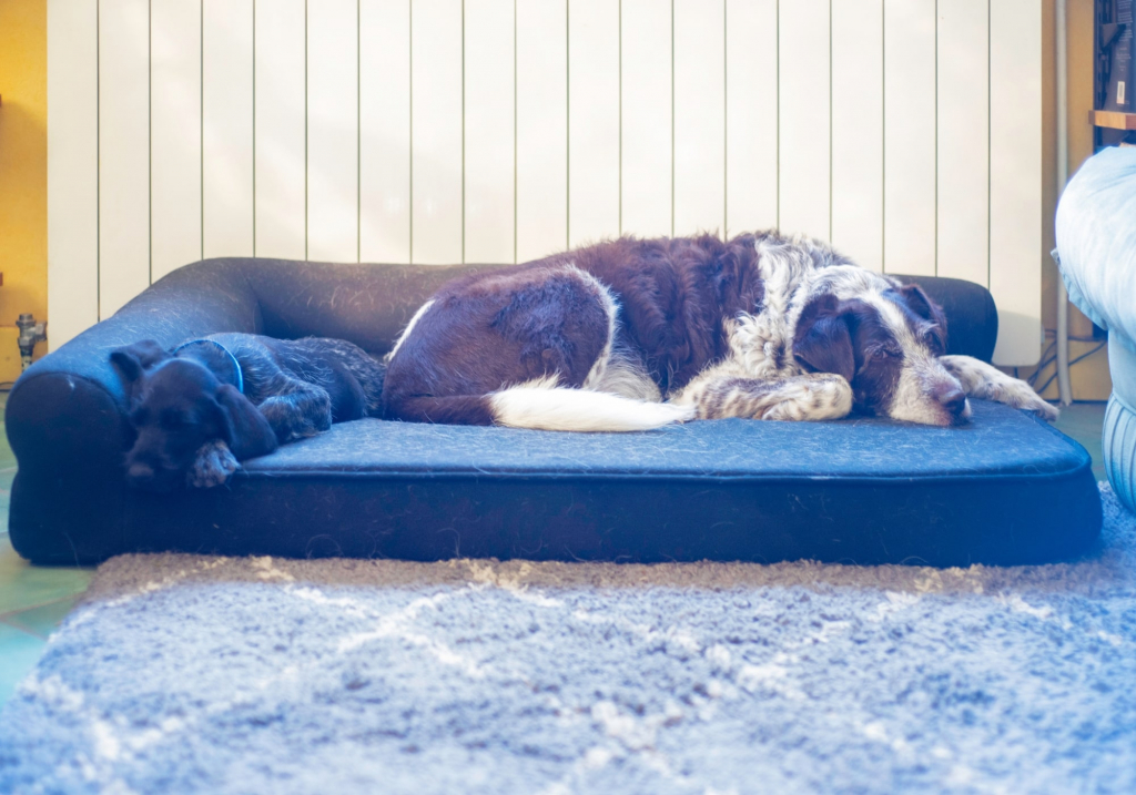 la mejor cama de invierno para perros es la que se ajuste a su tamaño