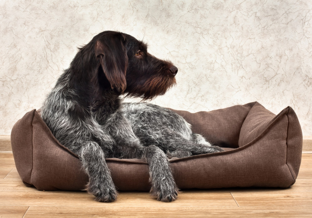 la mejor cama de invierno para perros es la que tenga un toque especial