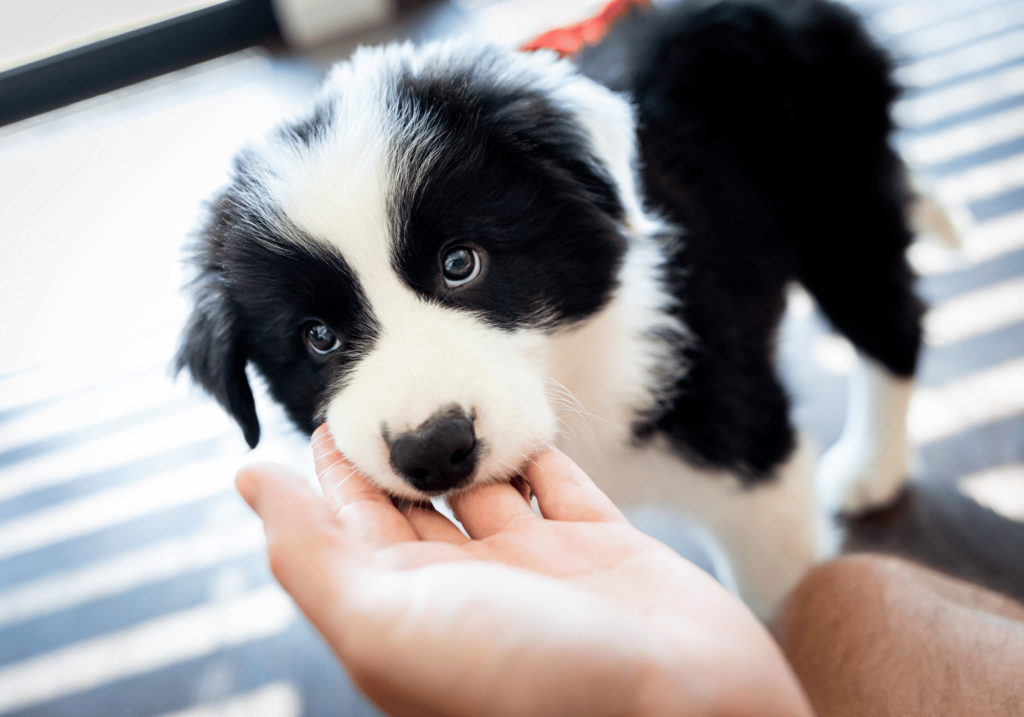 Para moldear el comportamiento de los perros es importante hacerlo desde pequeño