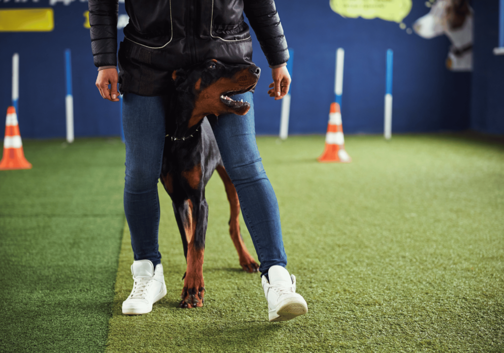 Un buen adiestramiento puede hacer maravillas al momento de pensar en mejorar el comportamiento de los perros