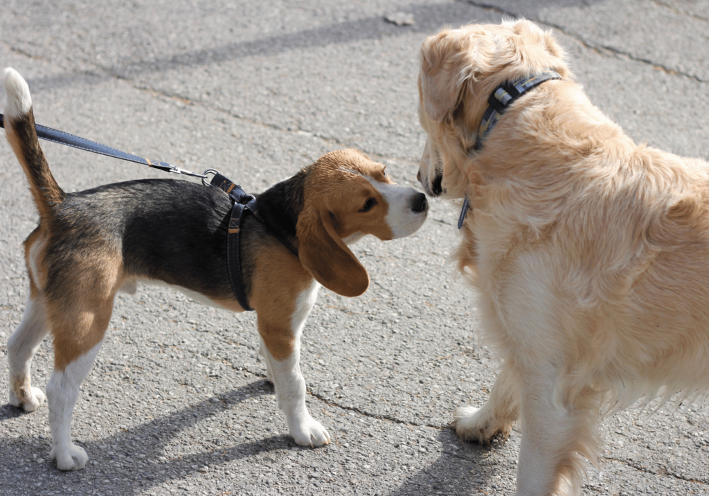 La sociabilización con otros perros es un aspecto fundamental para mejorar el comportamiento de los perros