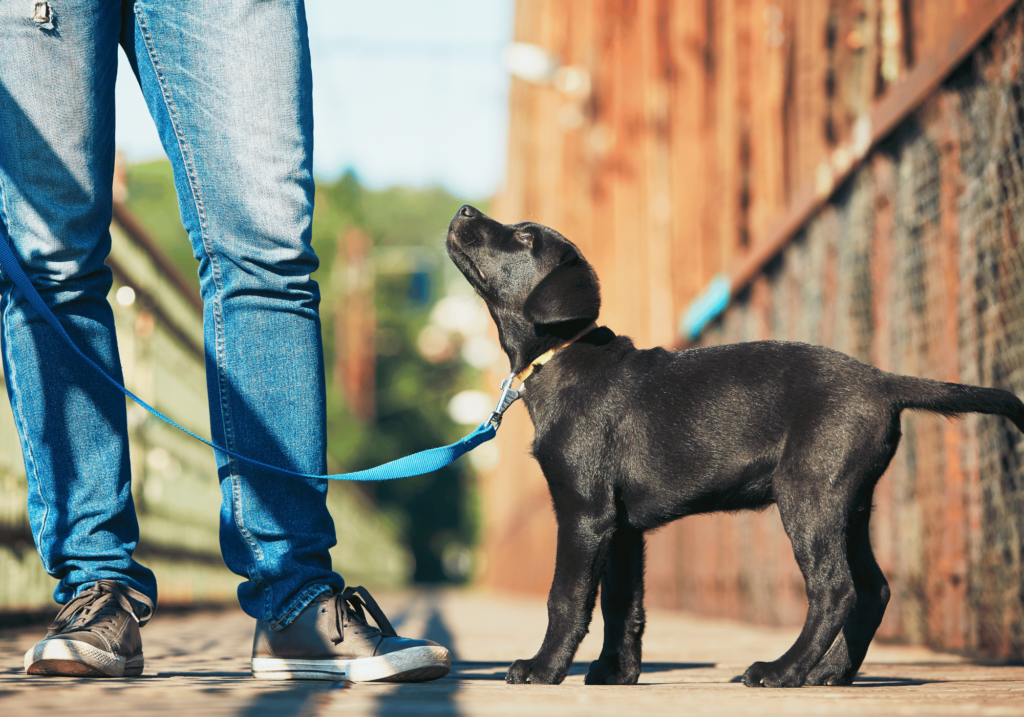 El ejercicio es una de las claves para mejorar el comportamiento de los perros