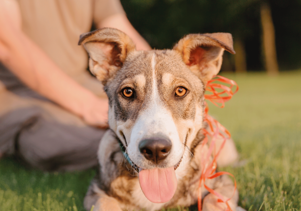 Solucionar el problema de los perros en adopción puede impactar positivamente en el medioambiente