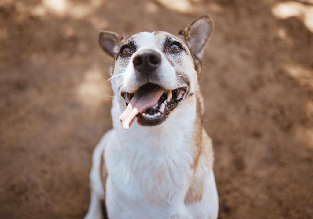 Los perros en adopción son unos seres de luz extraordinarios que pueden cambiar nuestra vida