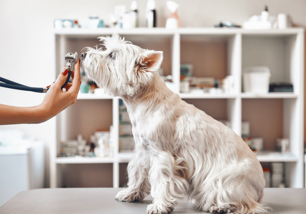 Post con las mejores recomendaciones para tener una mascota, no olvides que su salud es lo más importante