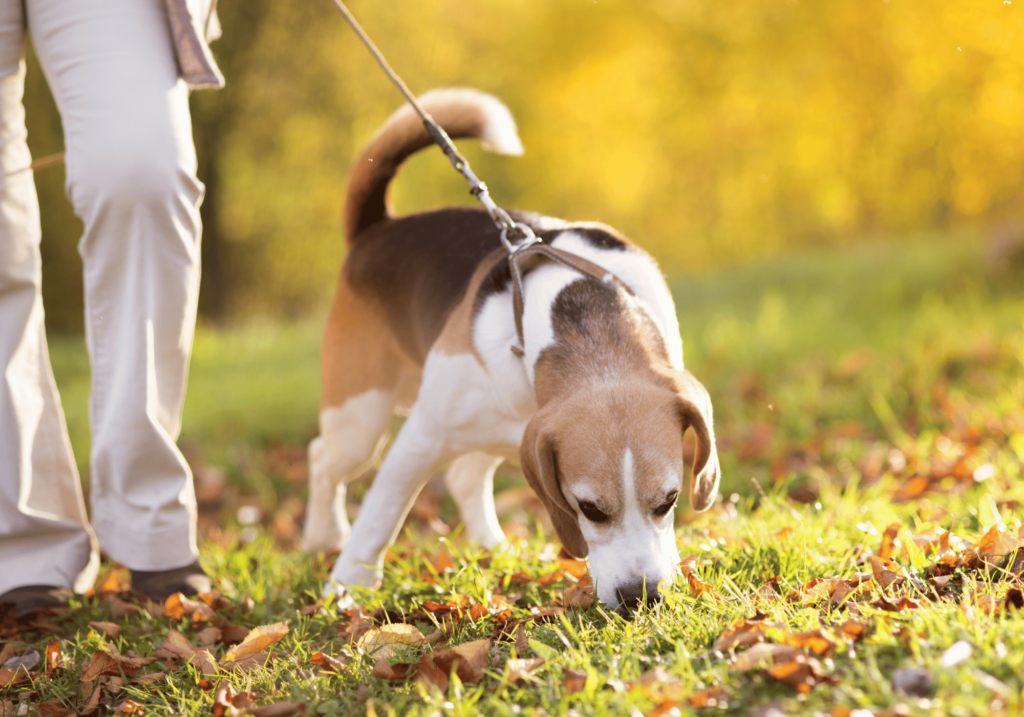 Caminar con tu perro es de las principales Post con las mejores recomendaciones para tener una mascota que te damos