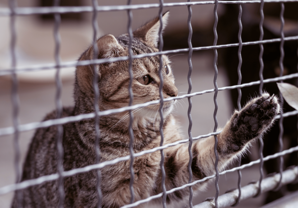 Los Gatos en adopción que merecen todo nuestro amor y nuestro cariño