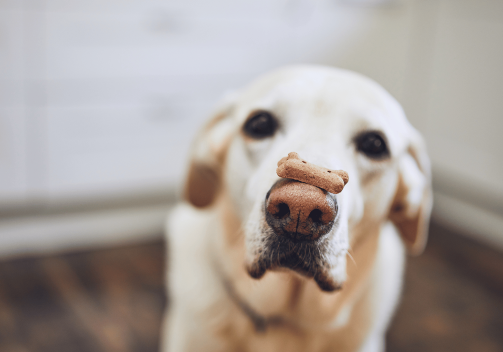 alimento para perros seco es una gran opción premiar a tu mejor amigo