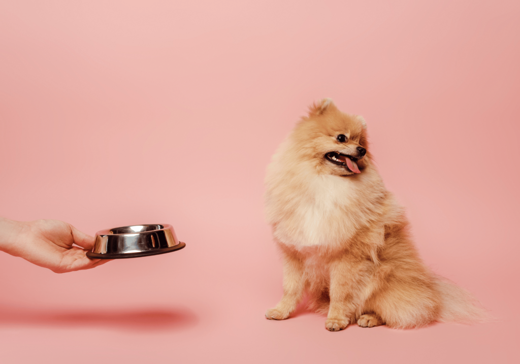 Las croquetas son el mejor alimento para perros