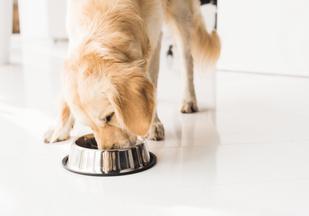 El mejor alimento para perros es el que funciona para tu perro