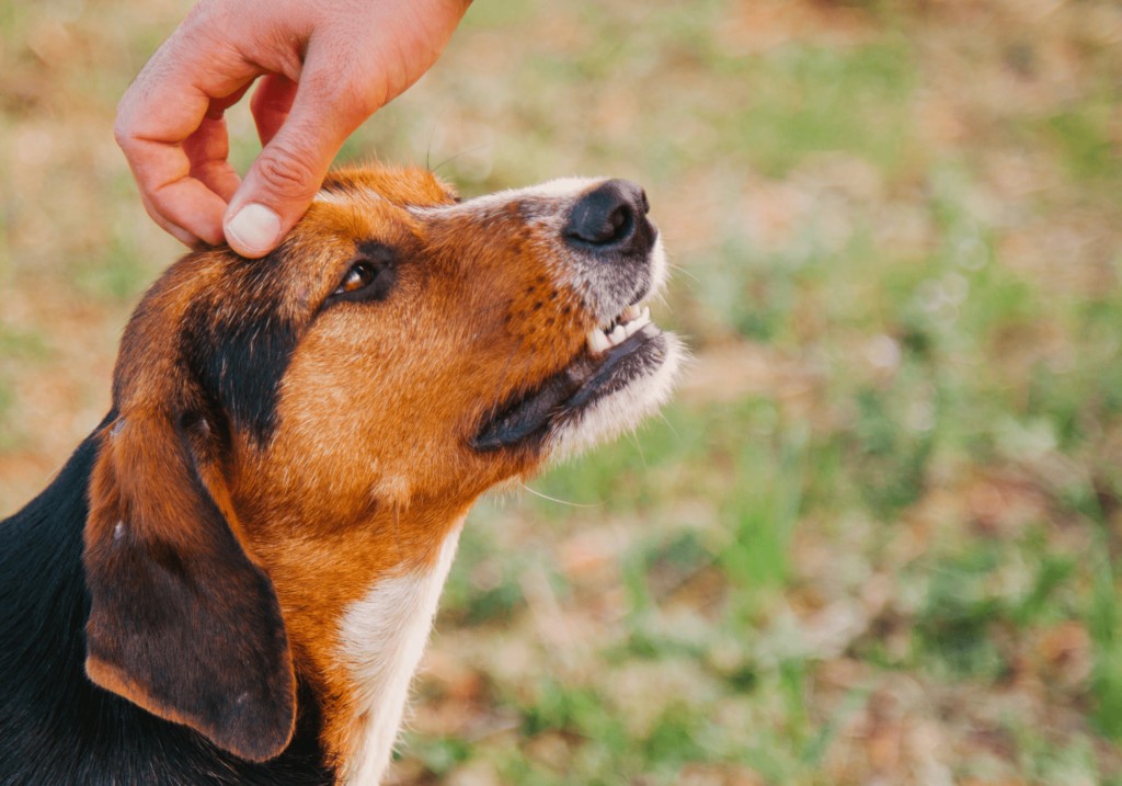 Los centro de adopcion de perros son un lugar en donde podras encontrar a tu nuevo mejor amigo