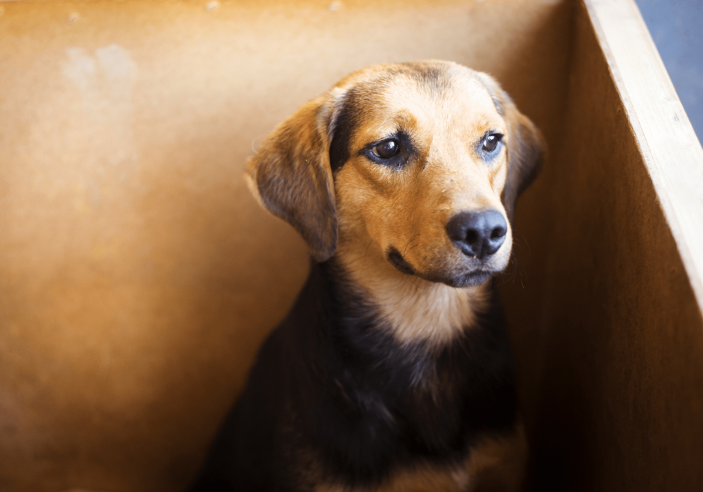 Los centro de adopcion de perros son un lugar en donde se les brinda mucho amor y confort a los caninos en situación de calle