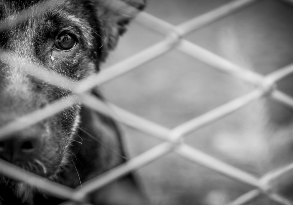 Los centro de adopcion de perros son un lugar en donde se les brinda refugio y amor