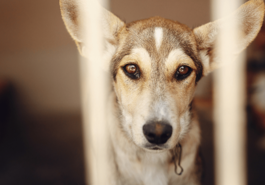 Los centro de adopcion de perros son un lugar en donde se les brinda mucho amor a nuestro pequeños caninos