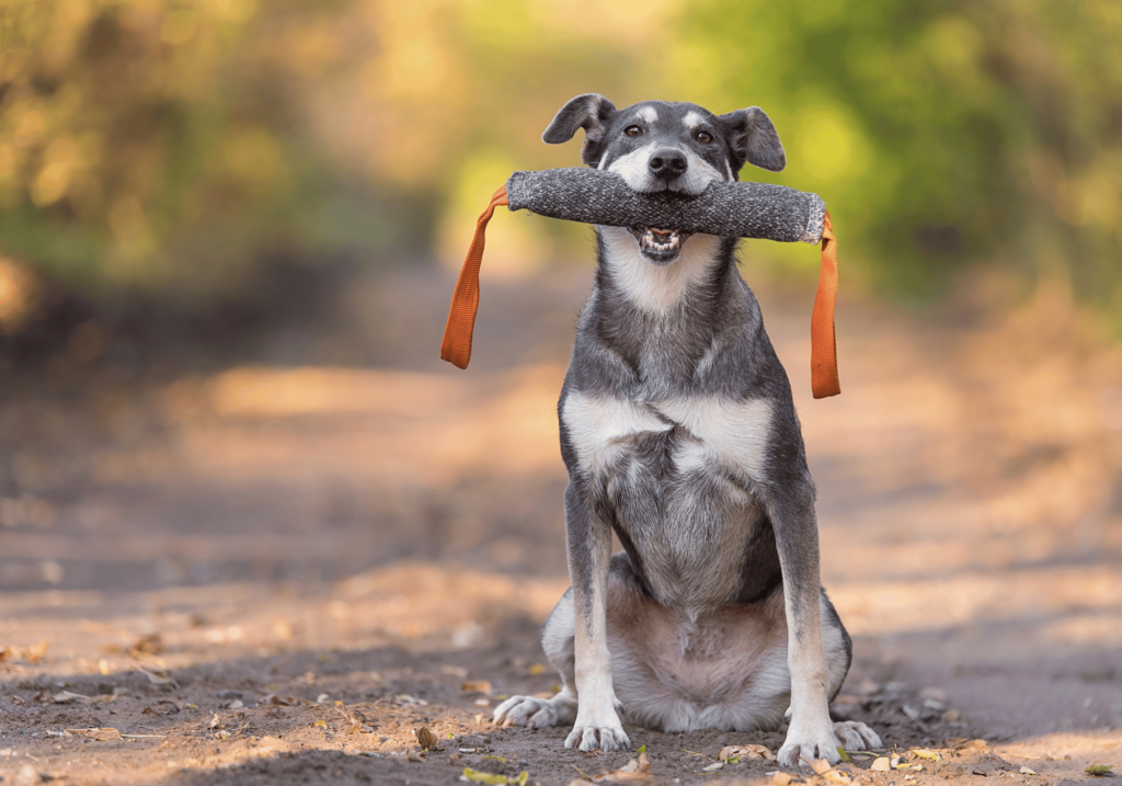 ¿como son los perros? Son animales que les gusta servir a las personas