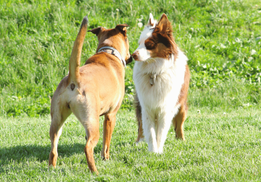 ¿como son los perros? Son seres sociales que se comunican por medio del lenguaje corporal