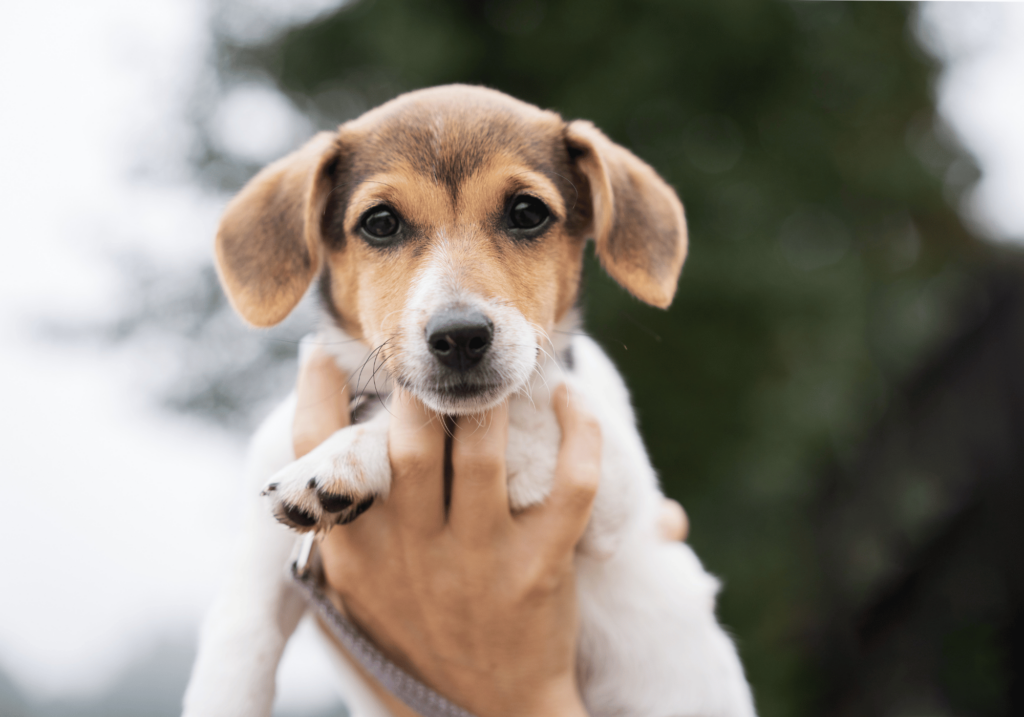 La compañía canina da muchos beneficios al ser humano uno de ellos es el amor