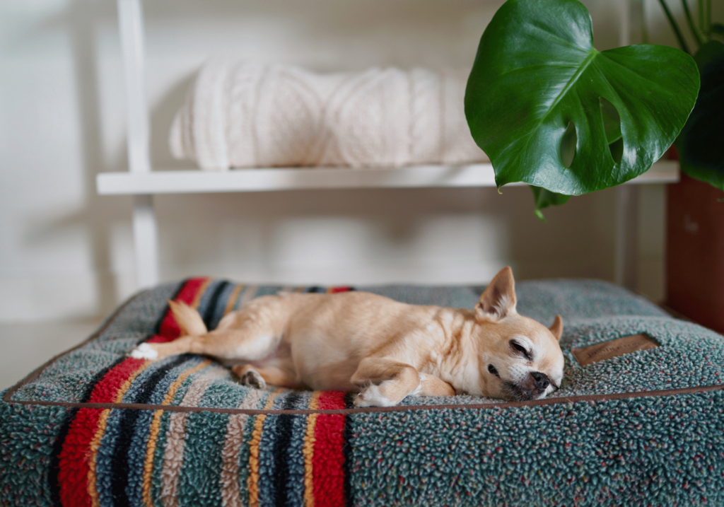 En la imagen se muestra un perro chihuahua disfrutando su nueva cama para perros