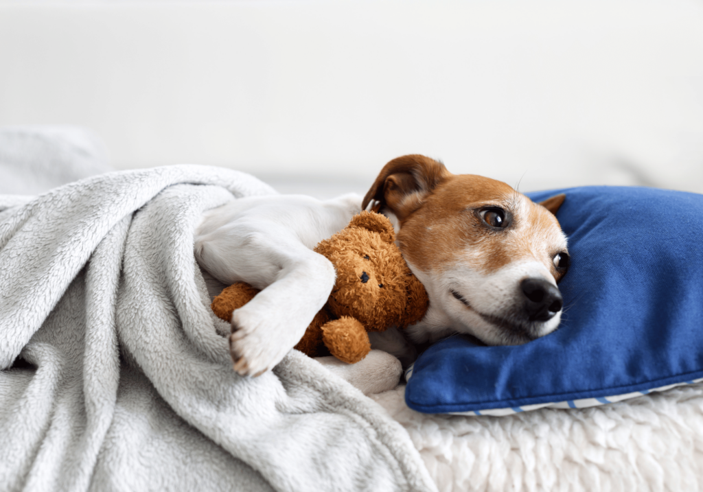 Una cama para perros es ideal para que tu mascota descanse