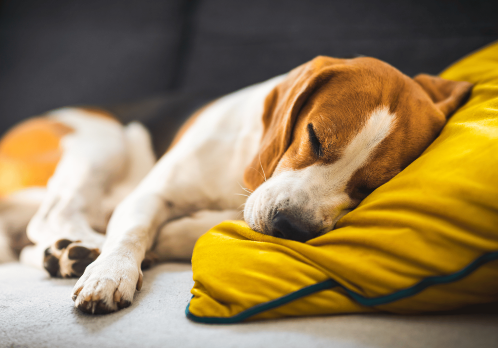 Una cama para perros es ideal para la salud de tu mascota no dudes en comprar una