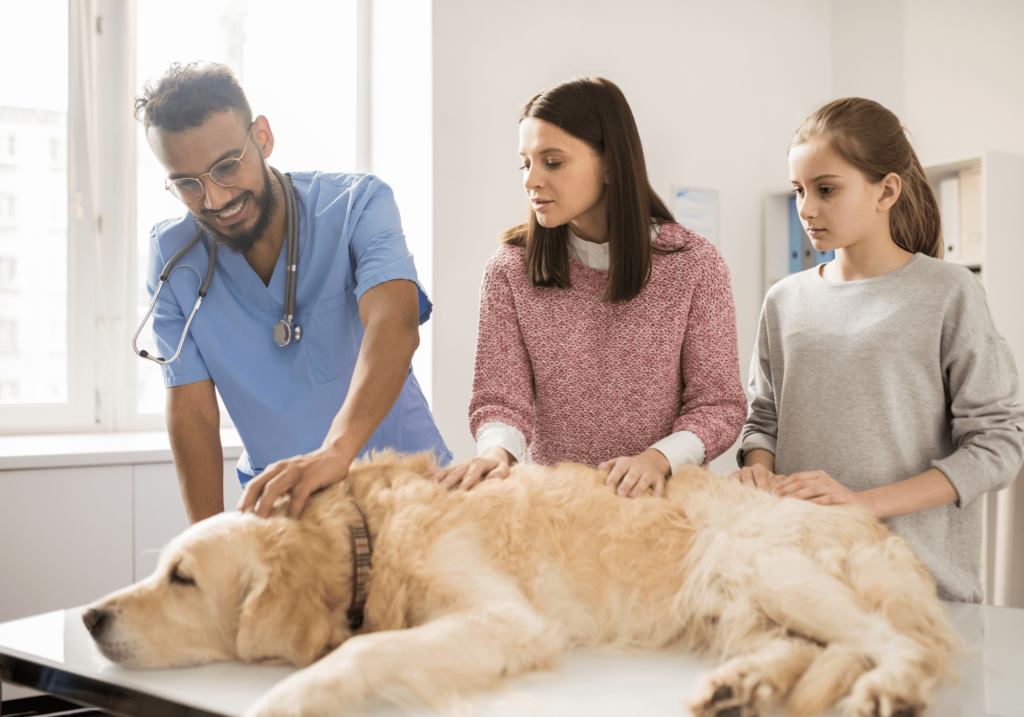 cuidado de mascotas es una parte fundamental de la salud de nuestros seres amados y necesitamos llevarlos siempre al veterinario