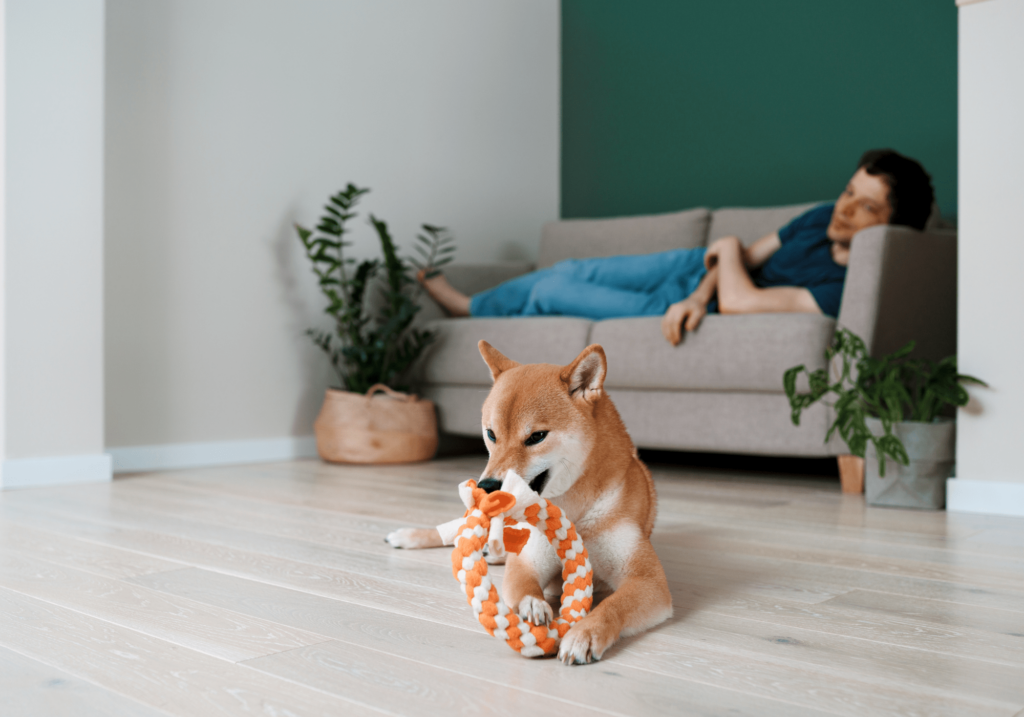 Los espacios bien distribuidos son esenciales para un cuidado de mascotas