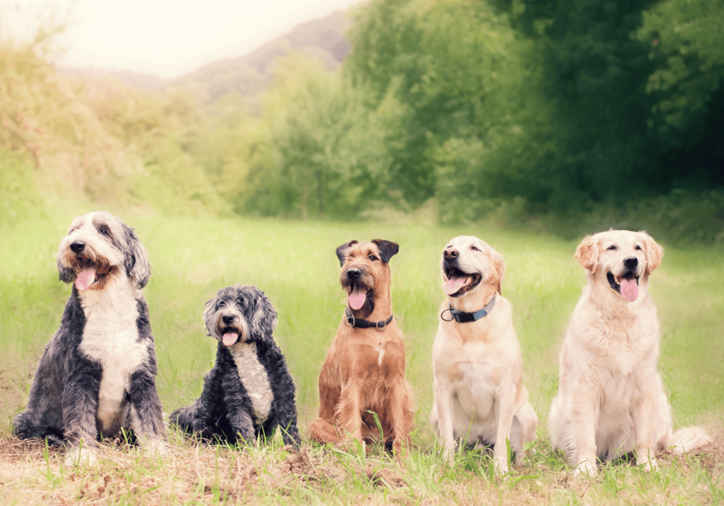 Descubra los verdaderos costes del cuidado de los animales domésticos. Nuestra completa guía cubre todo lo que necesitas saber sobre los gastos del cuidado de mascotas, asegurando una vida feliz y saludable para tu peludo, emplumado o escamoso amigo.