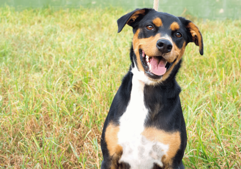 Descubra los costes reales del cuidado de los animales domésticos en nuestra completa guía. Tome decisiones informadas sobre el cuidado de los animales y prepárese para una vida feliz y saludable con su nuevo amigo peludo, con plumas o con escamas.