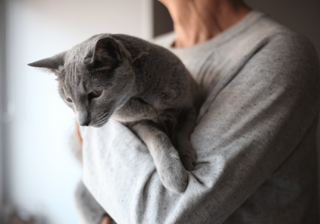 Descubra los secretos para entender el comportamiento y la personalidad de su gato. Aprenda a crear fuertes vínculos emocionales con su amigo felino y a desentrañar el enigmático mundo de los gatos y los gatitos.