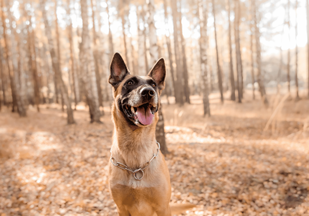 Descubre cómo equilibrar el cuidado de nuestras mascotas con tu propia rutina de ejercicios. Aprende trucos y consejos para cuidar de perros y gatos mientras te mantienes activo y mantienes un estilo de vida saludable.