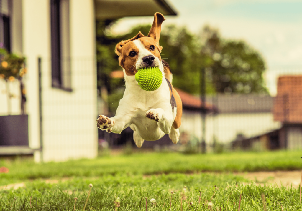 Aprende a equilibrar el cuidado de nuestras mascotas, incluidos perros y gatos, con tus propias rutinas de ejercicio para mantener un estilo de vida saludable y fortalecer el vínculo con tus amigos peludos.