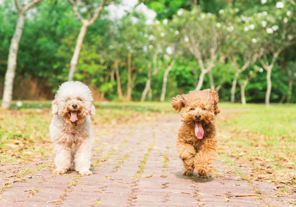 Descubre cómo equilibrar el cuidado de nuestras mascotas con tu rutina de ejercicios. Aprenda consejos esenciales para que perros y gatos mantengan un estilo de vida saludable y fortalezcan su vínculo.