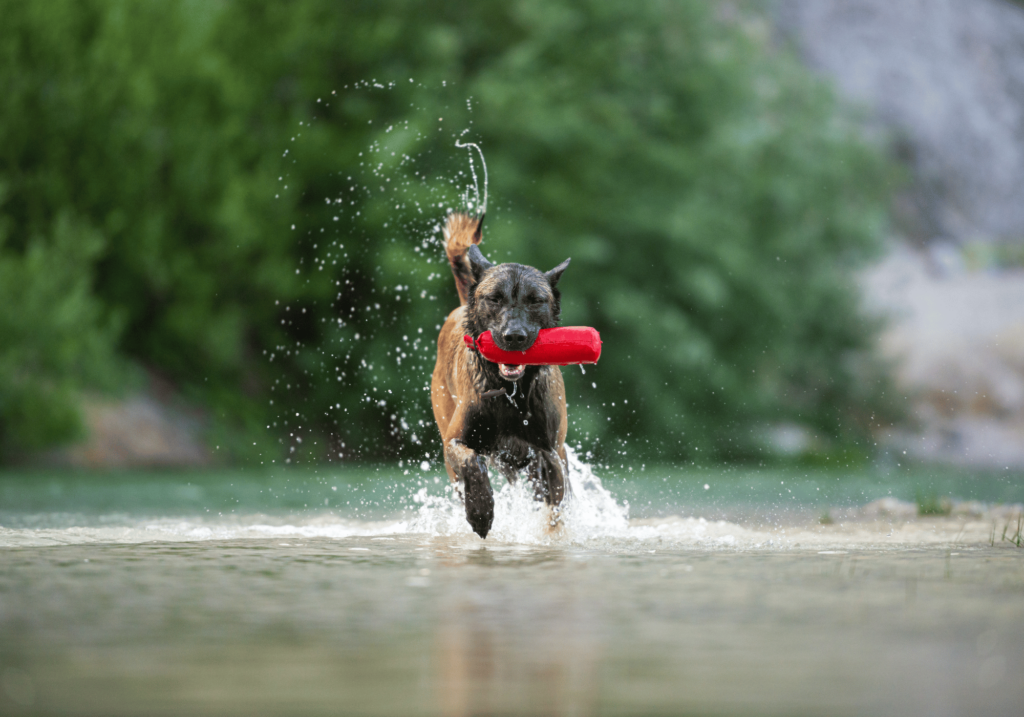 Descubre cómo equilibrar el cuidado de nuestras mascotas con tu rutina de ejercicio. Aprende consejos esenciales para mantener un estilo de vida saludable y un estrecho vínculo con tus amigos peludos, ya sea el cuidado de un perro o de una