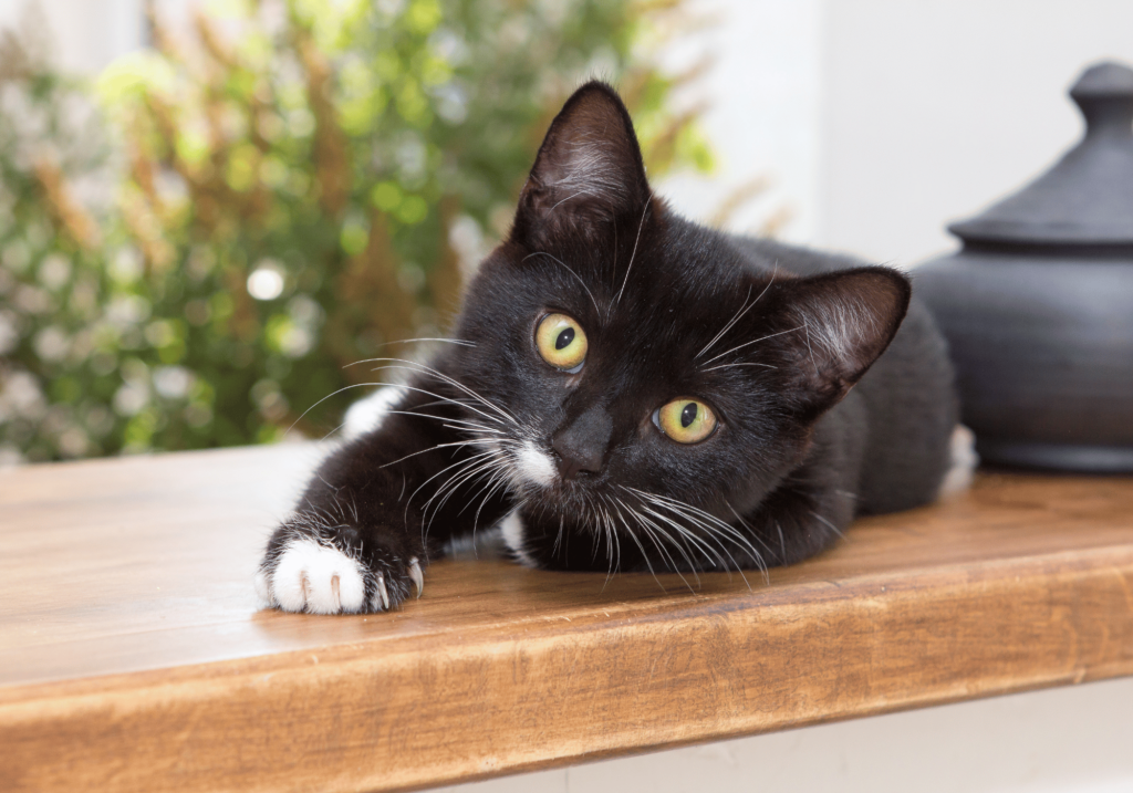 Los accesorios para gato son parte esenciales de la diversión en casa 