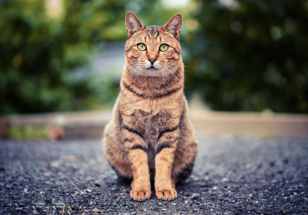 Las mejores hamacas para gatos: comodidad y diversión en un solo