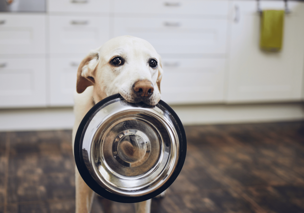 Aprende a elegir el mejor pienso para tu amigo peludo con nuestra completa guía sobre la comida para mascotas. Obtenga toda la información que necesita sobre nutrición de mascotas, ingredientes y mucho más.