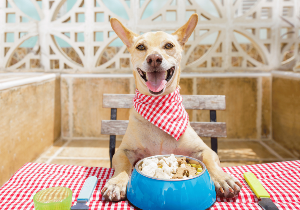 Asegúrese de que su cachorro recibe la nutrición adecuada para su crecimiento y desarrollo. Aprenda a elegir un pienso sano y equilibrado para su peludo amigo. Tenga siempre en su casa la mejor comida para mascotas.