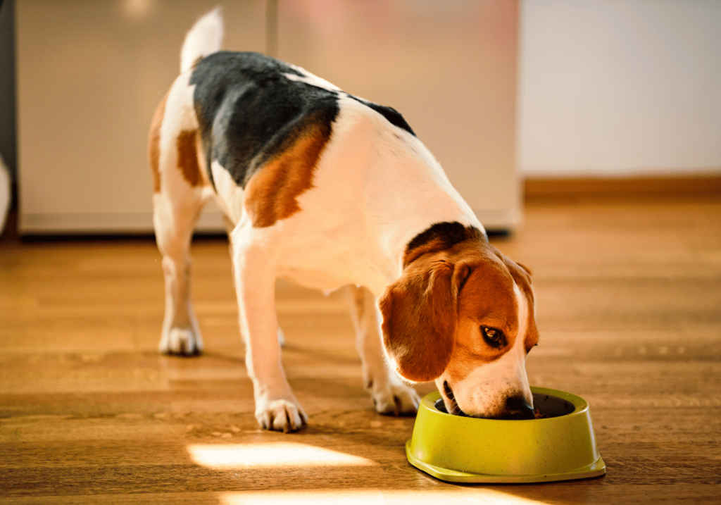 Asegure el crecimiento y desarrollo de su cachorro con una dieta saludable. Aprenda a elegir el mejor pienso para su perro. Consejos y recomendaciones de expertos sobre las mejores marcas de comida para mascotas.