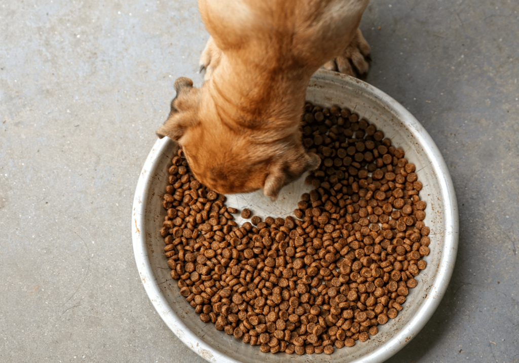 Conozca los fundamentos de una alimentación sana y equilibrada para su mascota. Desde las necesidades nutricionales hasta la selección de marcas, le ayudaremos a tomar la decisión correcta para su amigo peludo sobre la mejor comida para mascotas.