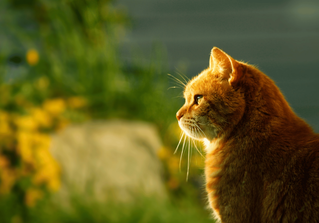 Descubra el fascinante mundo del Comportamiento de los gatos y aprenda a compararlo con las misteriosas acciones de su gato. Descubra los secretos que esconden estas dos populares mascotas en nuestra completa guía.