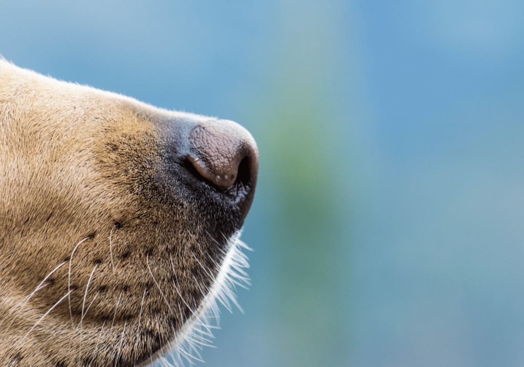 Sumérgete de lleno en el mundo del comportamiento canino con nuestra completa guía. Aprenda cómo se comportan los perros, su lenguaje corporal, sus necesidades de socialización y mucho más. ¡Comprenda mejor a su amigo peludo hoy mismo!