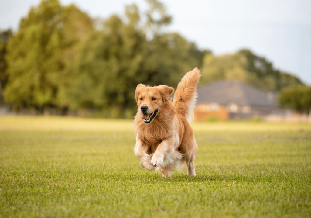 Sumérjase en el fascinante mundo del comportamiento canino con nuestra completa guía. Comprenda "cómo se comportan los perros" para garantizar su bienestar y felicidad. Aprenda sobre su lenguaje corporal, socialización y factores genéticos que influyen en su comportamiento.