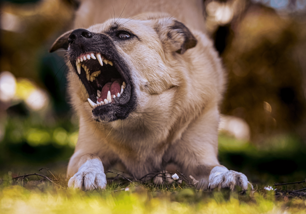 Explore las complejidades del comportamiento canino y aprenda a reconocer, comprender y abordar eficazmente la agresión canina para la seguridad y el bienestar de su amigo peludo.