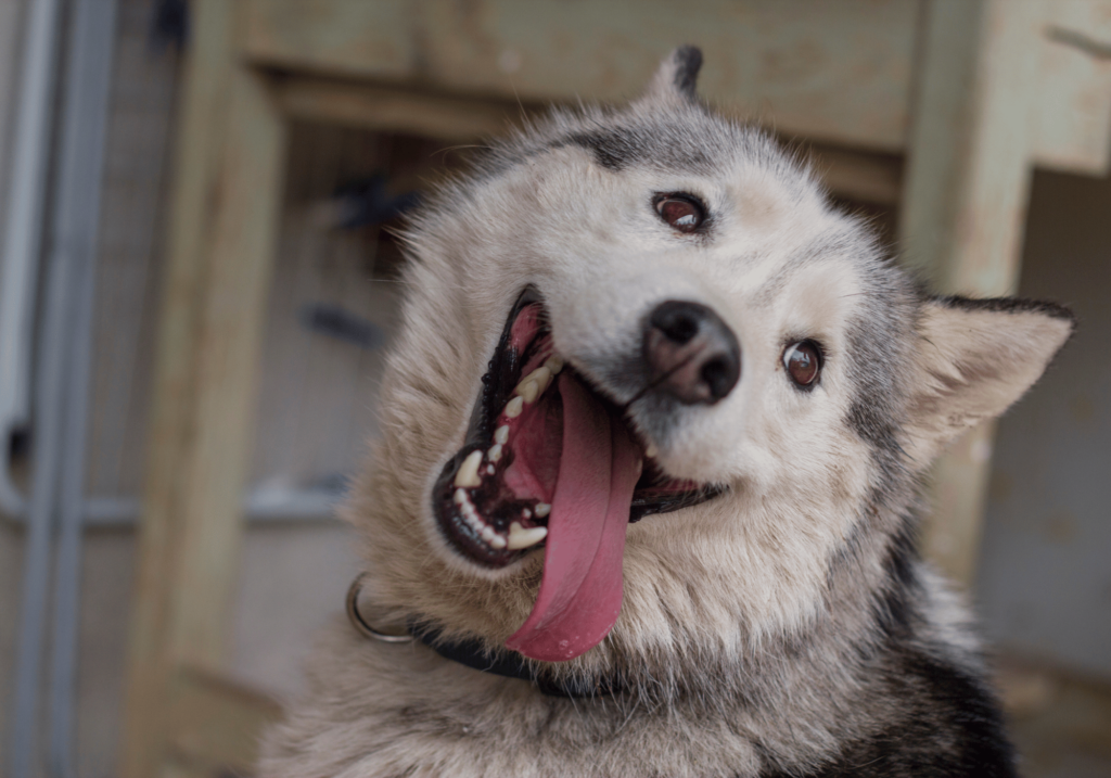 Descubra los factores que contribuyen a los problemas del comportamiento de los perros, en particular la agresividad, y aprenda a reconocerlos y eliminarlos eficazmente para conseguir un entorno más seguro y feliz.