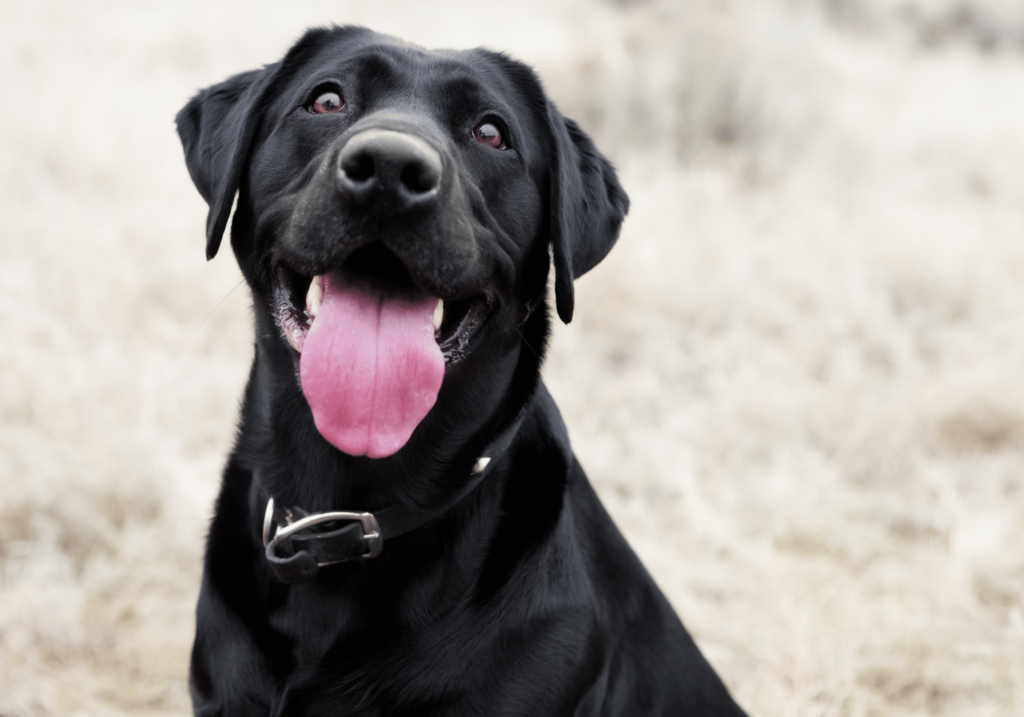 Descubra los factores que contribuyen el comportamiento de los perros , cómo reconocer la agresividad y las estrategias eficaces para eliminarla en pro del bienestar y la seguridad de su mascota.